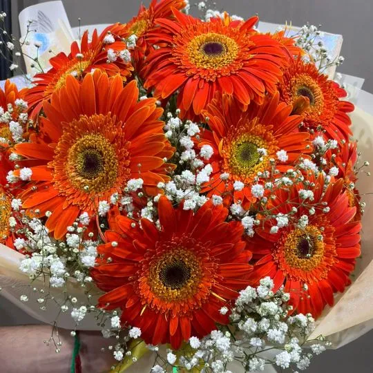 Ramo de 12 flores gerberas con isofilas y papel coreano